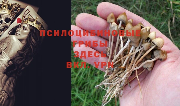 стафф Зеленокумск
